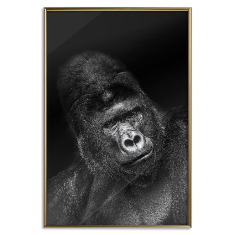 Poster Mountain Gorilla - black and white composition with a portrait of an African ape 116499 additionalImage 16