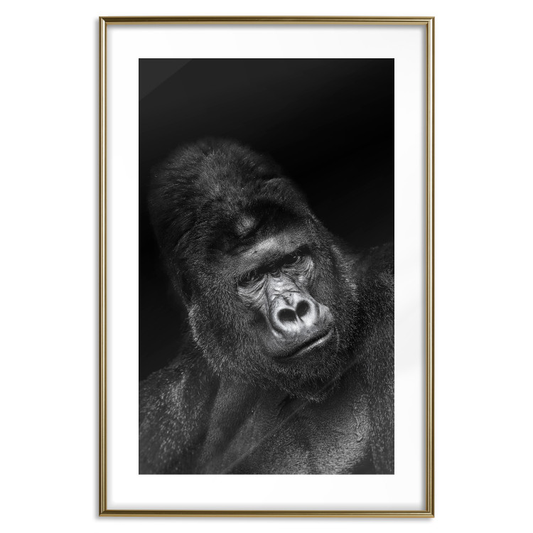 Poster Mountain Gorilla - black and white composition with a portrait of an African ape 116499 additionalImage 14