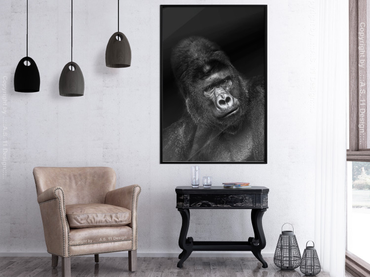 Poster Mountain Gorilla - black and white composition with a portrait of an African ape 116499 additionalImage 7