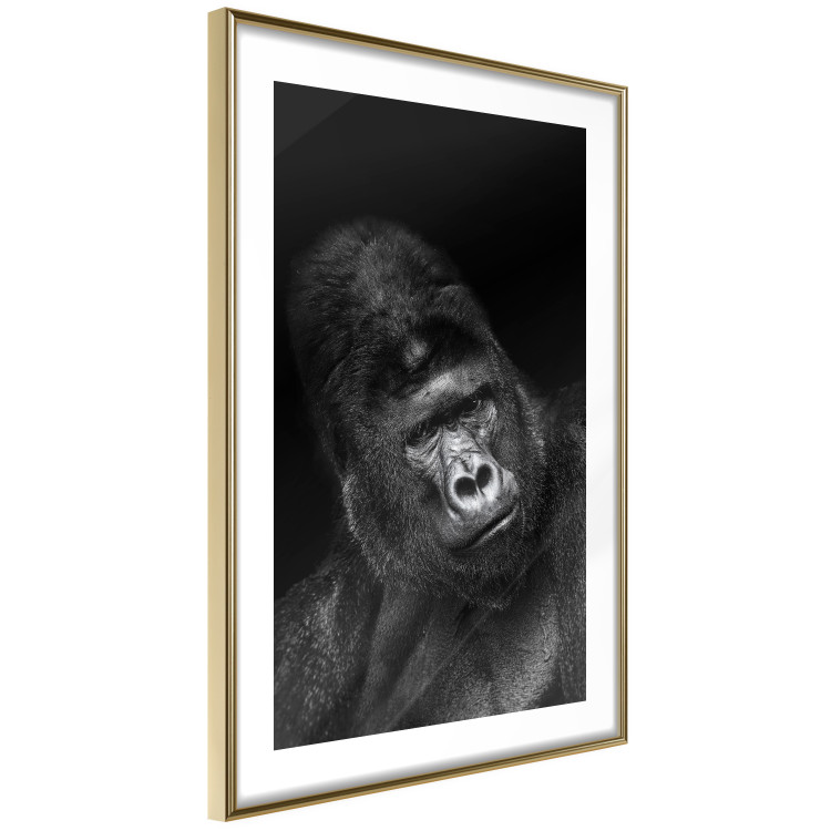 Poster Mountain Gorilla - black and white composition with a portrait of an African ape 116499 additionalImage 8