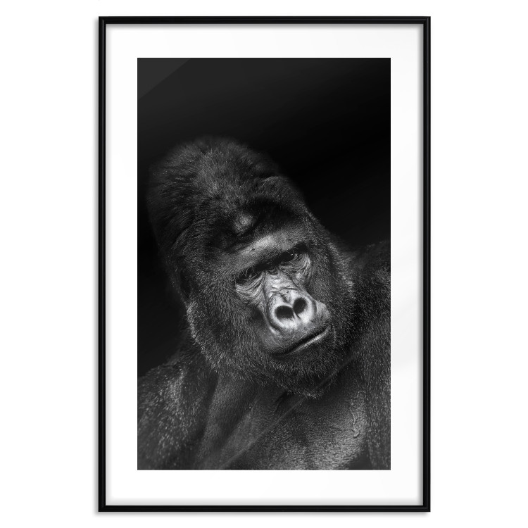 Poster Mountain Gorilla - black and white composition with a portrait of an African ape 116499 additionalImage 15