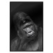 Poster Mountain Gorilla - black and white composition with a portrait of an African ape 116499 additionalThumb 18