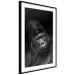 Poster Mountain Gorilla - black and white composition with a portrait of an African ape 116499 additionalThumb 12