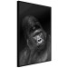 Poster Mountain Gorilla - black and white composition with a portrait of an African ape 116499 additionalThumb 9