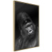 Poster Mountain Gorilla - black and white composition with a portrait of an African ape 116499 additionalThumb 11
