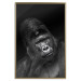 Poster Mountain Gorilla - black and white composition with a portrait of an African ape 116499 additionalThumb 16