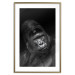 Poster Mountain Gorilla - black and white composition with a portrait of an African ape 116499 additionalThumb 14