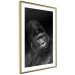 Poster Mountain Gorilla - black and white composition with a portrait of an African ape 116499 additionalThumb 8