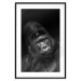 Poster Mountain Gorilla - black and white composition with a portrait of an African ape 116499 additionalThumb 15