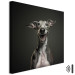 Canvas Print AI Greyhound Dog - Portrait of a Wide Smiling Animal - Square 150199 additionalThumb 8