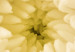 Canvas  Dahlia: Beauty and Simplicity  58599 additionalThumb 5