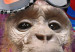 Canvas Mr. Monkey 94999 additionalThumb 5