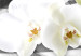 Canvas Curly Orchids - White Flowers on Gray Background with Shiny Squares 98199 additionalThumb 4